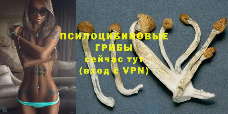 Псилоцибиновые грибы GOLDEN TEACHER  Прохладный 